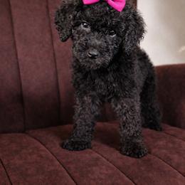 Spelman - Black female Goldendoodle puppy in Humble, Texas from Simply Dane Doodles