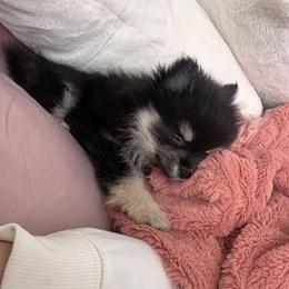 Pomeranian and Pomsky Puppies from Capital Poms & Pomskies