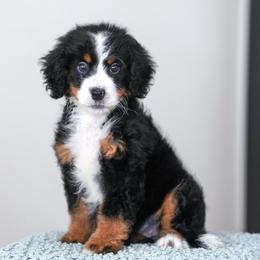 Cayenne - Tri-color female Bernedoodle puppy in Dundee, Ohio from Down Home Doodle