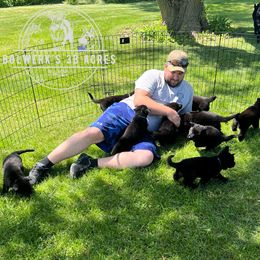 German Shepherd Puppies from Bolwerk’s 3B Acres