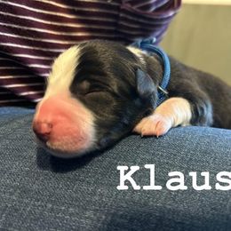 Klaus - Black and white male Border Collie puppy in Franklin, Maine from Broad Meadow Borders