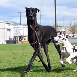 Great Dane Puppies from Dunn Right Ranch