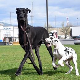 Great Dane Puppies from Dunn Right Ranch