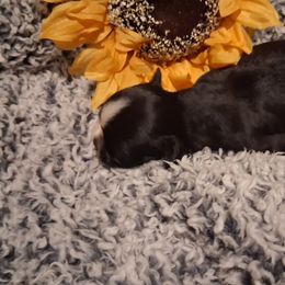 Girl 1 - Black and white female Shih Tzu puppy in Olive Branch, Mississippi from K&T FURBABIES