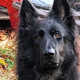 Skye - German Shepherd