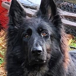 Skye - German Shepherd
