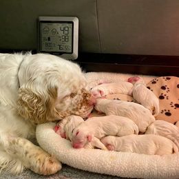 Clumber Spaniel Puppies from Lemontree Clumbers