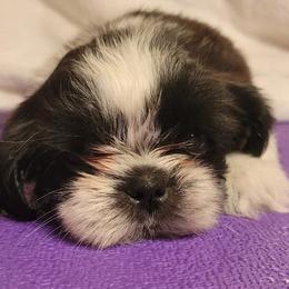 Nitro - Black and white male Shih Tzu puppy in Parma, Ohio from D's DeVine Shih-Tzu