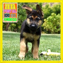ZETA - Black and red female German Shepherd puppy in Murrieta, California from Diamond Oaks German Shepherds