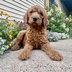 Kovu - Red male Irish Doodle puppy in Hammond, Wisconsin from Queen of the Hill Puppies