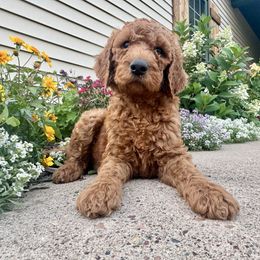 Kovu - Red male Irish Doodle puppy in Hammond, Wisconsin from Queen of the Hill Puppies
