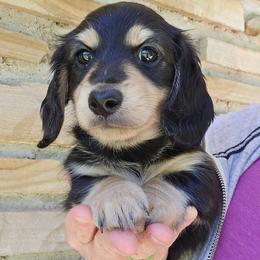 Joker - Black and cream male Dachshund puppy in Eldon, Missouri from Pure Joy Dachshunds