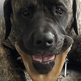 Mastiff Puppies from Eagle Pond Mastiffs