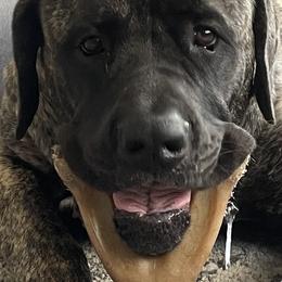 Mastiff Puppies from Eagle Pond Mastiffs