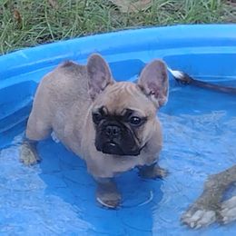 Girl 3 - French Bulldog puppy from Sundry Farm