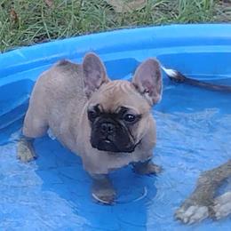 Girl 3 - French Bulldog puppy from Sundry Farm