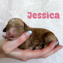 Jessica - Red  female Goldendoodle puppy in St. George, Utah from Utah Mini Doodles