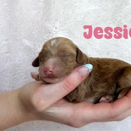 Jessica - Red  female Goldendoodle puppy in St. George, Utah from Utah Mini Doodles
