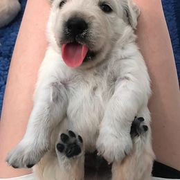 Golden Retriever Puppies from Golden Sensation Kennel