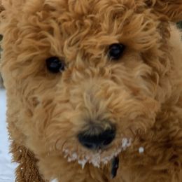 Poodle Puppies from Remnant Ranch Poodles