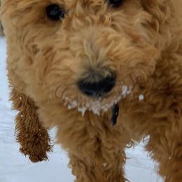 Poodle Puppies from Remnant Ranch Poodles