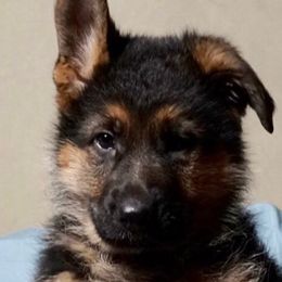 German Shepherds from Von Hoffen Shepherds