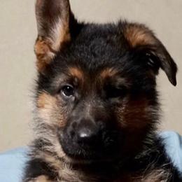 German Shepherds from Von Hoffen Shepherds