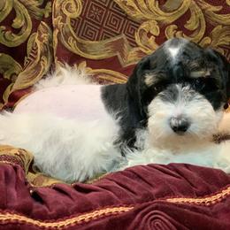All that Jazz - Parti male Schnoodle puppy in Kentucky from Mrs Bs Teeny Schnauzers & Doodles