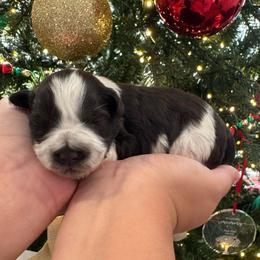 Blue boy - Parti male Miniature Schnauzer puppy in Oneonta, Alabama from Murphree Valley Kennels