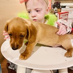 Dachshund Puppies from Kelly's Doxies