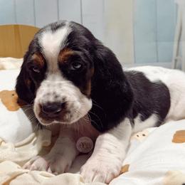 Violet - Black white and brown female Basset Hound puppy in Hodges, South Carolina from Blooming Basset