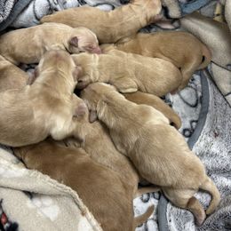 Boy 3 - Golden male Golden Retriever puppy in Joliet, Illinois from Breezewood Kennel