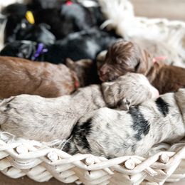 Aussiedoodles, Goldendoodles, and Saint Berdoodles from Pasatiempo Ranch