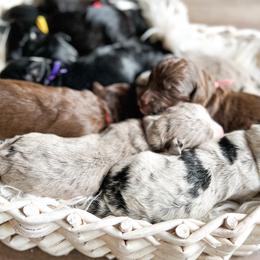 Aussiedoodles, Goldendoodles, and Saint Berdoodles from Pasatiempo Ranch