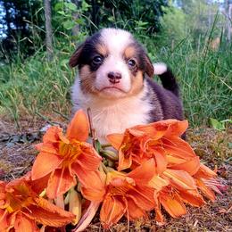 Phyllis Wheatly - Black and white female American Corgi puppy in Gouverneur, New York from St. Lawrence Corgis