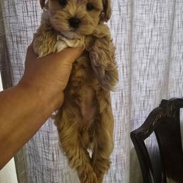 3 - Apricot female Maltipoo puppy in Washington from Mt.BakerPoodles&Doodles