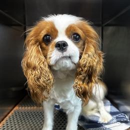 Wee - Cavalier King Charles Spaniel