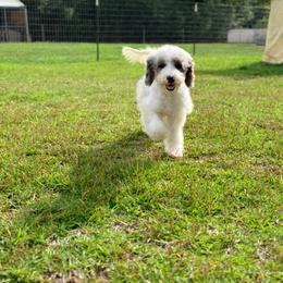 Tiramisu - in training - Blue merle female Bernedoodle puppy in Youngstown, Florida from Wonderland’s Boujie Kennels