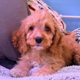 Denali - with training - Red and white male Cockapoo puppy in Boonville, North Carolina from Doods & Dolls