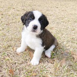 White collar male - Red and white male Saint Bernard puppy in Albany, Georgia from Magnolia Saint Bernards