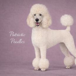 Iris - Poodle