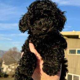 Curly - Black male Schnoodle puppy in Lewiston, Idaho from Roux's Munchkins
