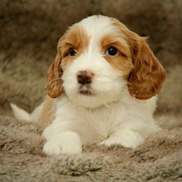 Oaken - Caramel male Australian Labradoodle puppy in Stanwood, Washington from Victoria Creek Australian Labradoodles