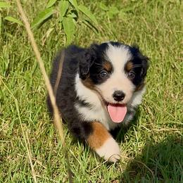 Sapphire - Black tri-color female Australian Shepherd puppy in Iola, Texas from MK Aussies