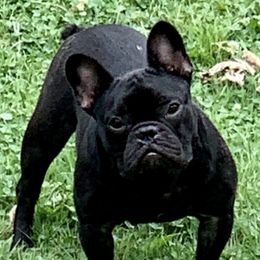 Coco - French Bulldog