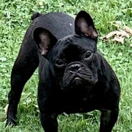 Coco - French Bulldog