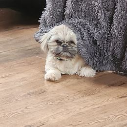 Donnie - Shih Tzu