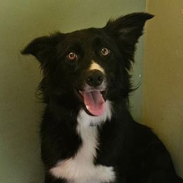 Sherry - Border Collie