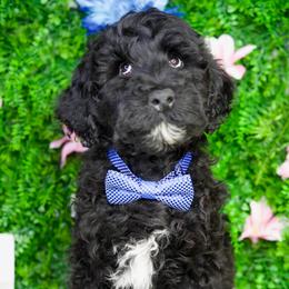 Shadow - Black male Goldendoodle puppy in Brandon, Florida from Murphys Doodles