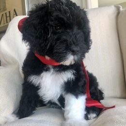 Portuguese Water Dog All Grown Up from Magellan Portuguese Water Dog